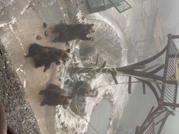 のぼりべつクマ牧場に投稿された画像（2020/8/14）