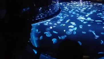 すみだ水族館に投稿された画像（2020/8/14）