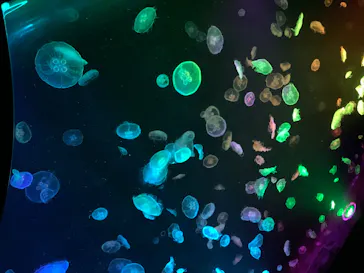 すみだ水族館に投稿された画像（2020/8/14）