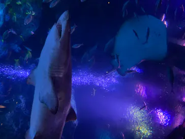 すみだ水族館に投稿された画像（2020/8/14）