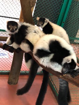 那須ワールドモンキーパークに投稿された画像（2020/8/14）