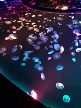 すみだ水族館に投稿された画像（2020/8/14）