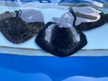 大分マリーンパレス水族館 「うみたまご」に投稿された画像（2020/8/14）