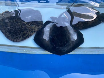 大分マリーンパレス水族館 「うみたまご」に投稿された画像（2020/8/14）