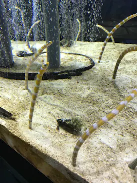 すみだ水族館に投稿された画像（2020/8/14）