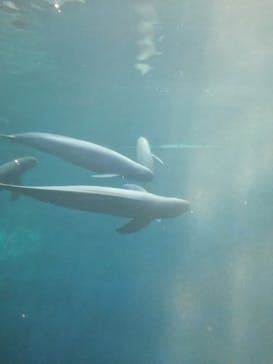 鳥羽水族館に投稿された画像（2020/8/14）
