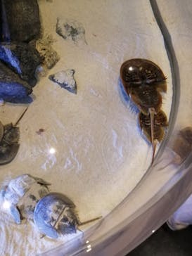 鳥羽水族館に投稿された画像（2020/8/14）