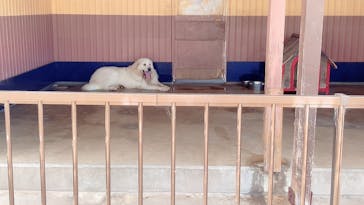 IPCわんわん動物園に投稿された画像（2020/8/14）