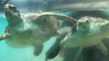 新江ノ島水族館に投稿された画像（2020/8/13）