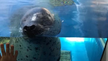 新江ノ島水族館に投稿された画像（2020/8/13）