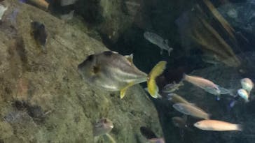 新江ノ島水族館に投稿された画像（2020/8/13）