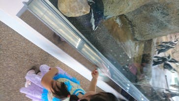 京都水族館に投稿された画像（2020/8/14）