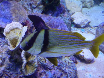 サンシャイン水族館に投稿された画像（2020/8/14）