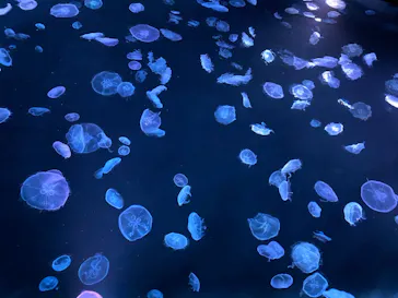 すみだ水族館に投稿された画像（2020/8/14）