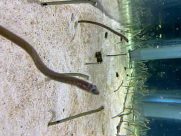 すみだ水族館に投稿された画像（2020/8/14）