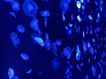 すみだ水族館に投稿された画像（2020/8/14）