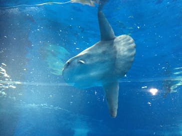 アクアワールド茨城県大洗水族館に投稿された画像（2020/8/14）