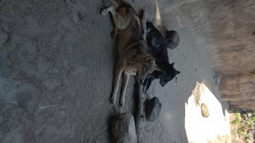 神戸どうぶつ王国に投稿された画像（2020/8/14）