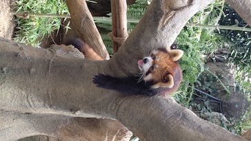 神戸どうぶつ王国に投稿された画像（2020/8/14）