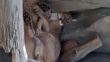 神戸どうぶつ王国に投稿された画像（2020/8/14）