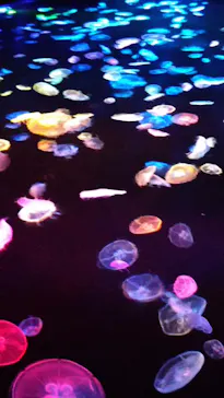 すみだ水族館に投稿された画像（2020/8/14）