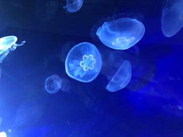 サンシャイン水族館に投稿された画像（2020/8/14）