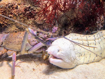 鳥羽水族館に投稿された画像（2020/8/14）