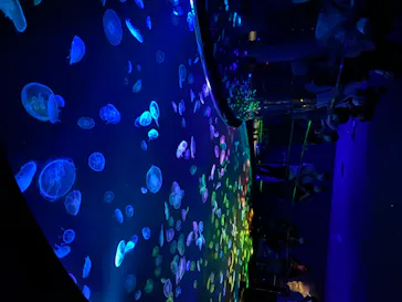 すみだ水族館に投稿された画像（2020/8/14）