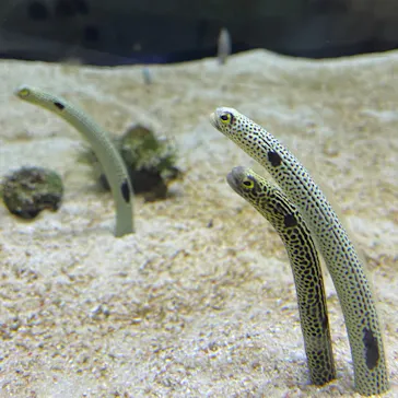 すみだ水族館に投稿された画像（2020/8/14）