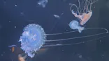 仙台うみの杜水族館に投稿された画像（2020/8/14）
