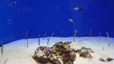 仙台うみの杜水族館に投稿された画像（2020/8/14）