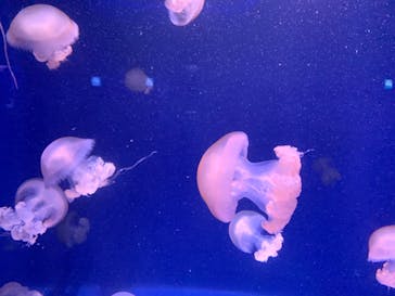 新江ノ島水族館に投稿された画像（2020/8/14）