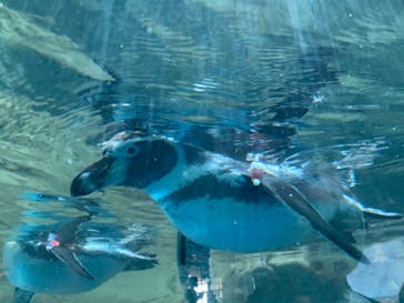 新江ノ島水族館に投稿された画像（2020/8/14）