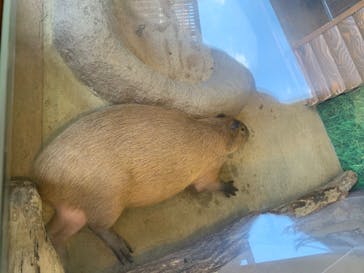 新江ノ島水族館に投稿された画像（2020/8/14）