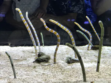 すみだ水族館に投稿された画像（2020/8/14）