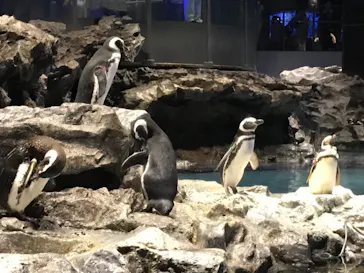 すみだ水族館に投稿された画像（2020/8/14）