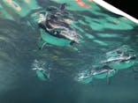 アクアワールド茨城県大洗水族館に投稿された画像（2020/8/14）