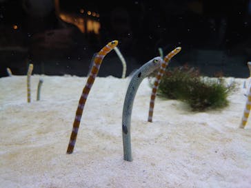 京都水族館に投稿された画像（2020/8/14）