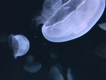 サンシャイン水族館に投稿された画像（2020/8/14）