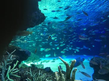 サンシャイン水族館に投稿された画像（2020/8/14）