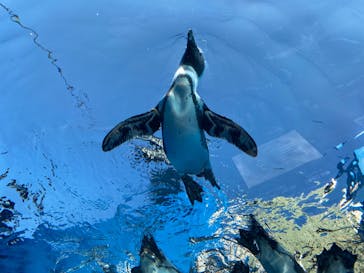サンシャイン水族館に投稿された画像（2020/8/14）
