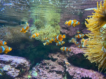 サンシャイン水族館に投稿された画像（2020/8/14）
