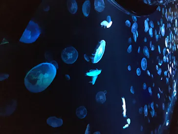 すみだ水族館に投稿された画像（2020/8/14）