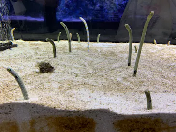 すみだ水族館に投稿された画像（2020/8/14）