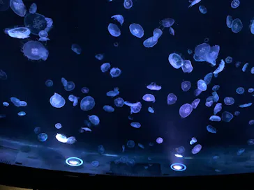 すみだ水族館に投稿された画像（2020/8/14）