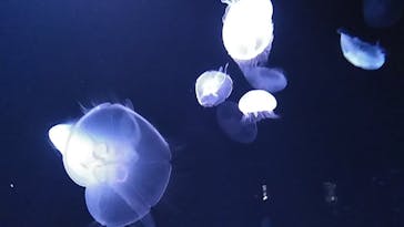 サンシャイン水族館に投稿された画像（2020/8/14）