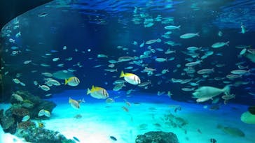 サンシャイン水族館に投稿された画像（2020/8/14）