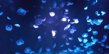 サンシャイン水族館に投稿された画像（2020/8/14）