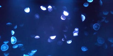 サンシャイン水族館に投稿された画像（2020/8/14）