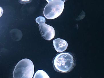 サンシャイン水族館に投稿された画像（2020/8/14）